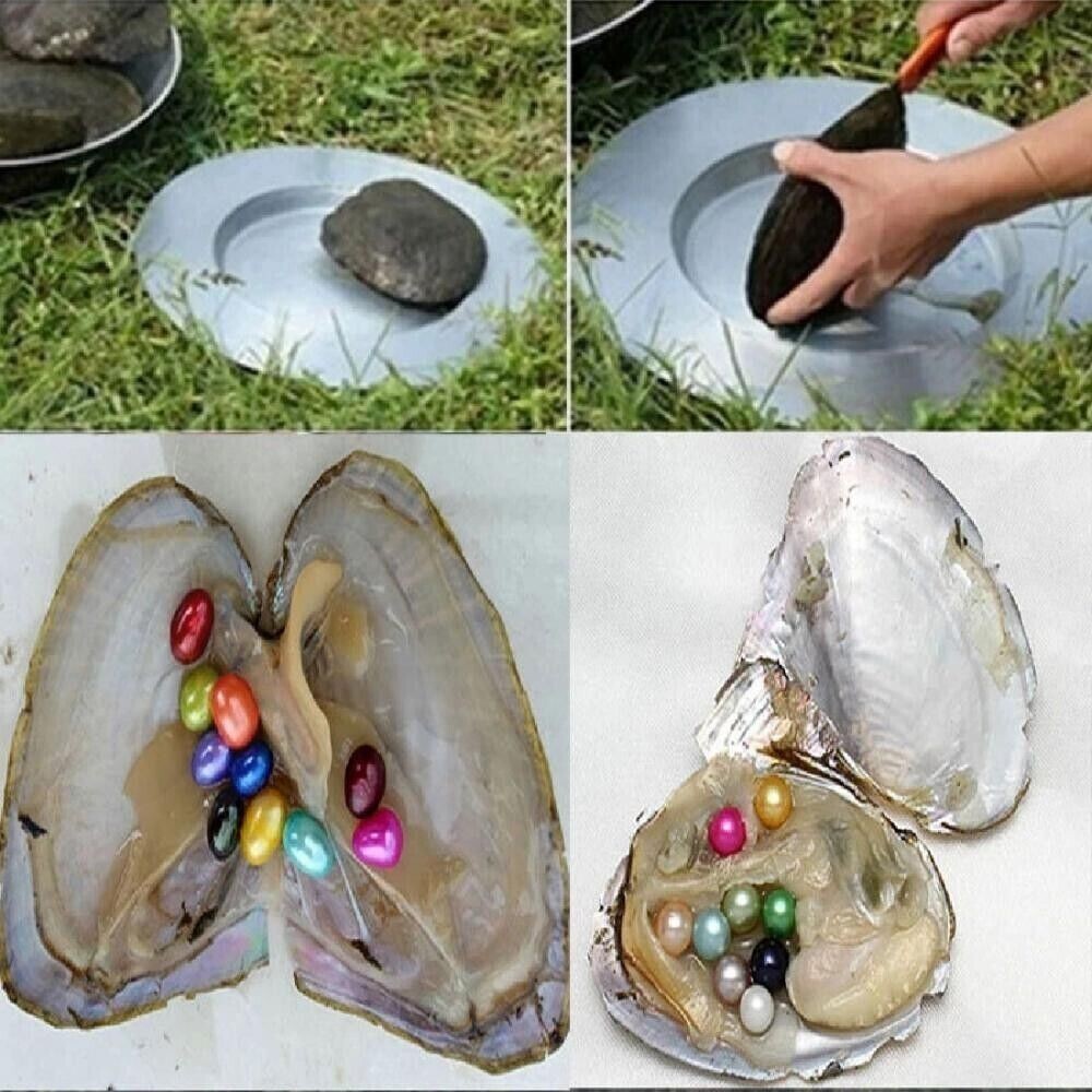 New Akoya Oysters Natural Real Pearl Freshwater Pearl Gfit 7-8mm Vacuum Pack 50x